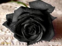 Black Rose, 5 сентября 1992, Харьков, id24788377